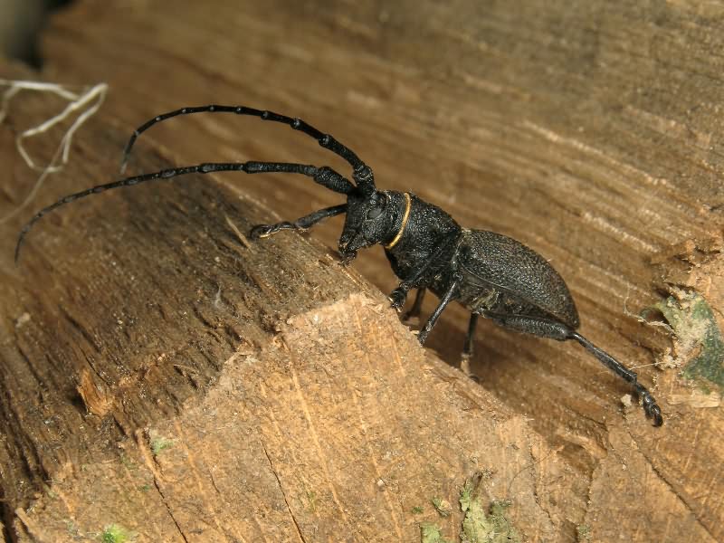 Morimus asper verecundus (Faldermann, 1836)